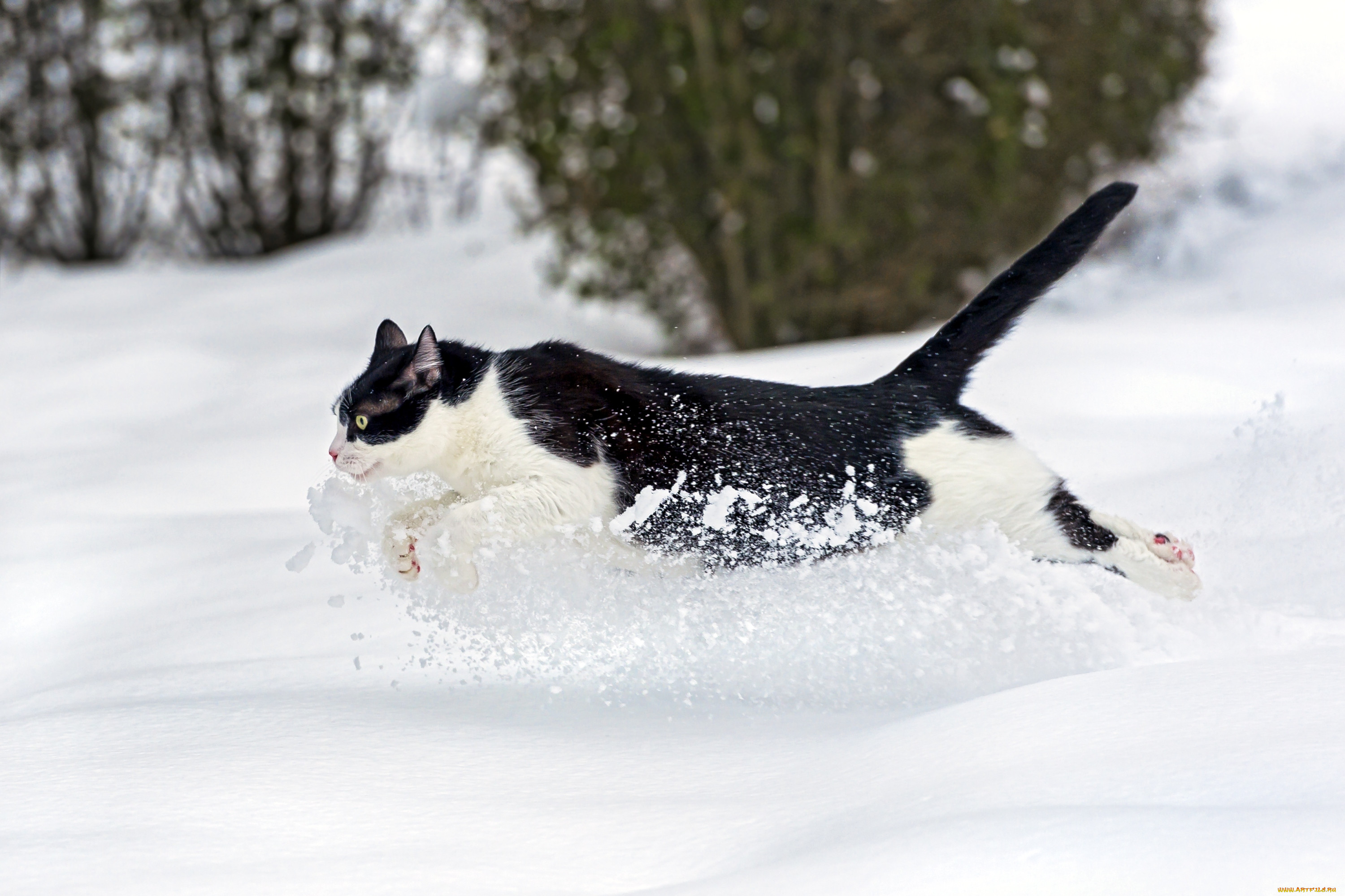 Cat run. Аляскинский Сноу Кэт. Кот в снегу. Кот бежит по снегу. Кот в сугробе.